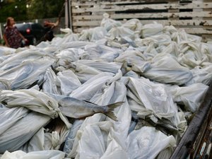 Prefeitura de Palmeira realiza entrega de mais de 20 toneladas de peixes a famílias palmeirenses