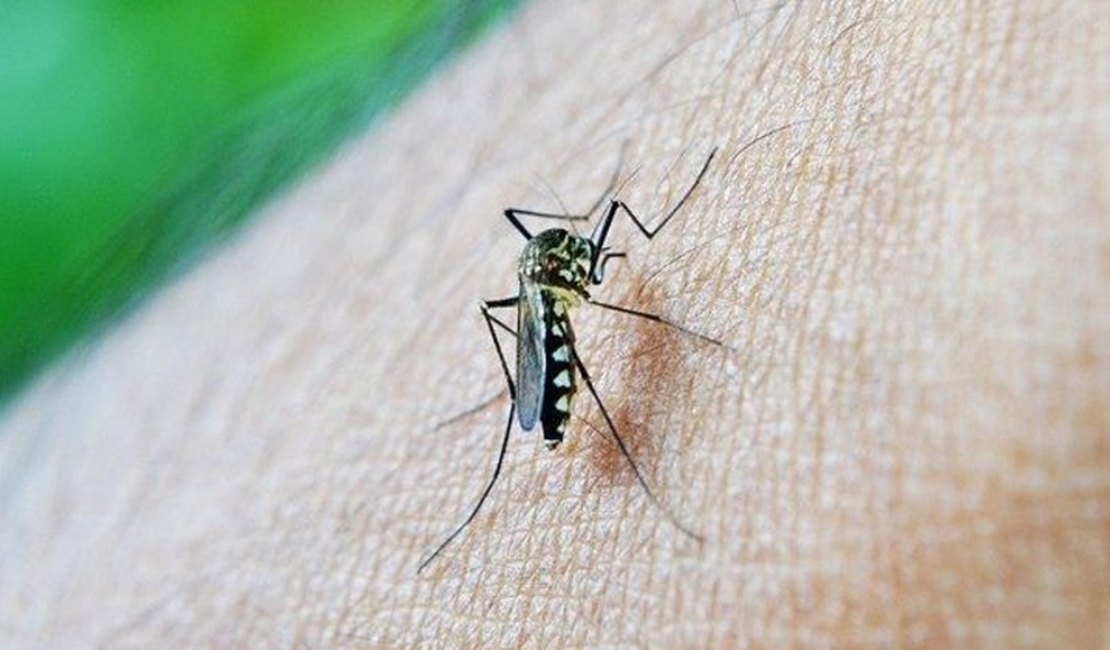 Unidades de Pronto Atendimento apontam crescimento de dengue em Maceió
