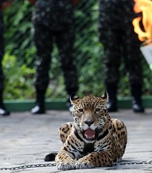 Exército assina termo de ajustamento de conduta para uso de animais em eventos
