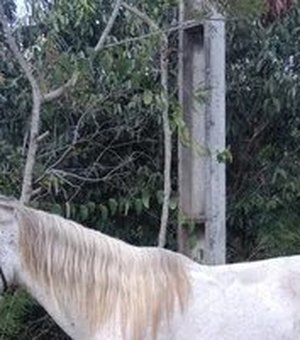 Homem é preso após roubar um cavalo na cidade de Rio Largo 