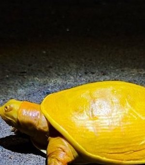 Rara tartaruga amarela é encontrada em vilarejo na Índia