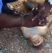 Taxista ressuscita macaco na Índia, após animal ser atacado por cachorro; assista