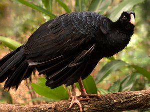 Mãos que salvam: como cativeiros foram utilizados para reintroduzir o Mutum-de-Alagoas na Mata Atlântica