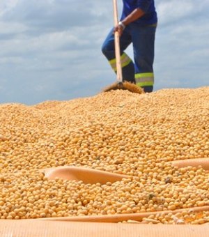Alagoas terá mais de mil hectares plantados com soja em 2018  