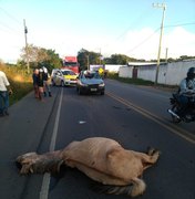 Veículo colide em cavalo solto na AL 110 em Arapiraca