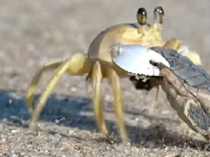 Vídeo impressionante mostra caranguejo atacando e carregando bebê tartaruga