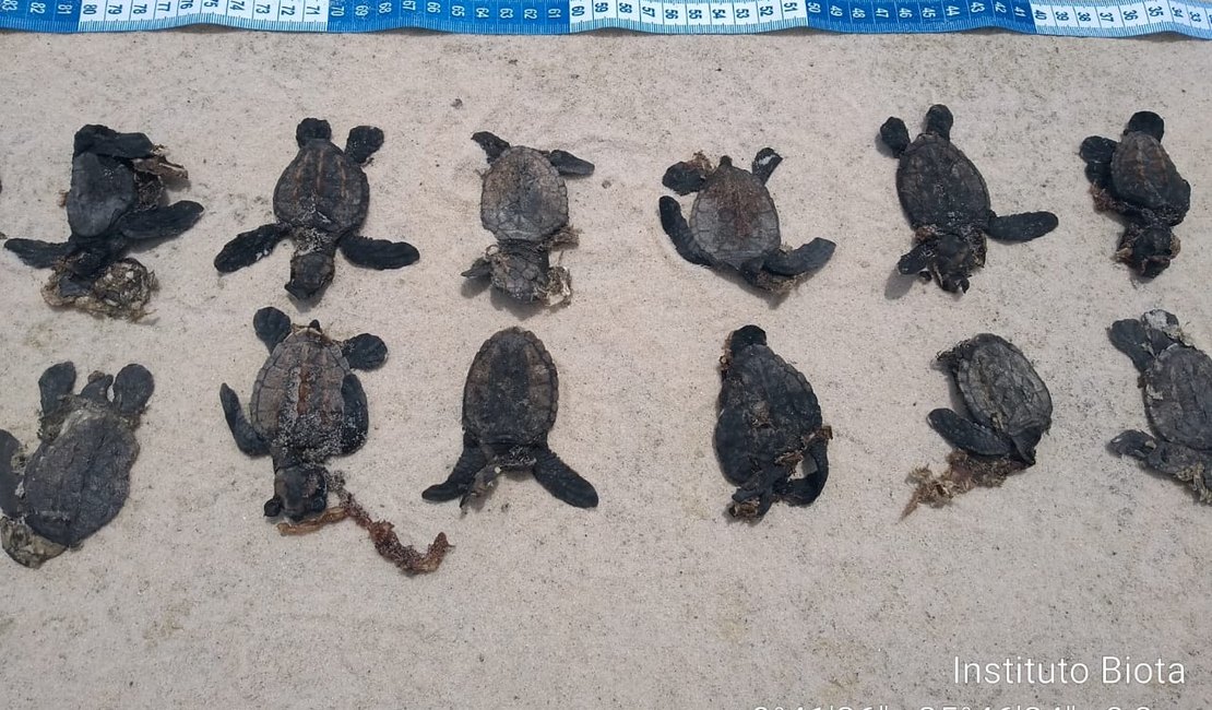 Pelo menos 32 tartarugas marinhas morreram atropeladas em Maceió