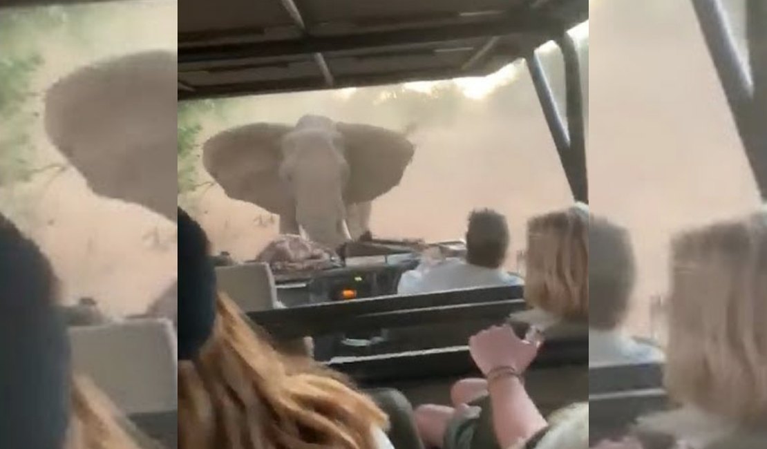 Elefante persegue turistas durante safári na África; veja o vídeo