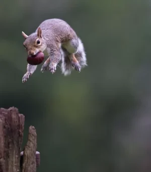 Esquilos fazendo parkour são a nova sensação da internet
