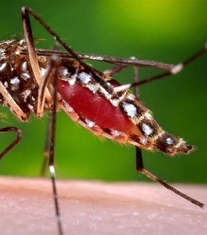 Combate ao Aedes aegypti é o maior desafio da saúde brasileira, diz ministro