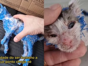 Desconhecido salva gatinho pintado de tinta azul e vídeo viraliza; Vídeo