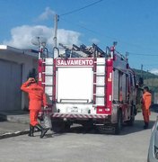 Bombeiros resgatam cobras em duas residências em União dos Palmares