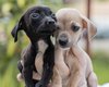 Inscrições para cadastro de protetores e entidades da causa animal terminam na sexta (12)