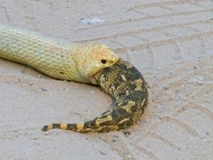 Cobra engole serpente viva e turista vai à loucura: 'Inesquecível'