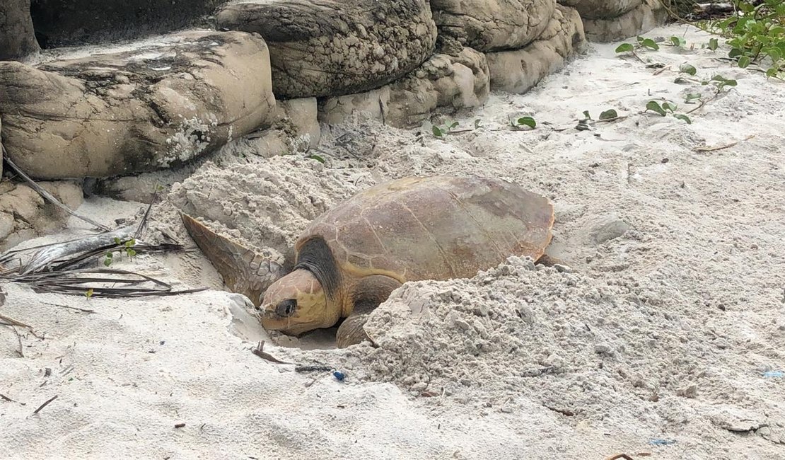 Tartaruga-cabeçuda é avistada desovando em praia do Pontal da Barra