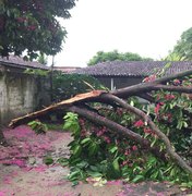 Árvore atinge residência no Village Campestre II, em Maceió