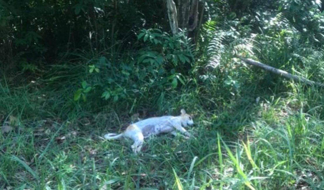 PC investiga morte de cachorros eletrocutados em Maceió