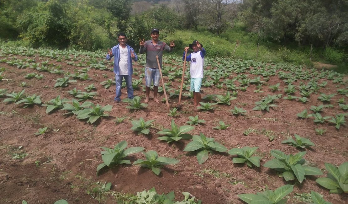 Agricultor investe na cultura fumageira no municipio sertanejo de Olivença
