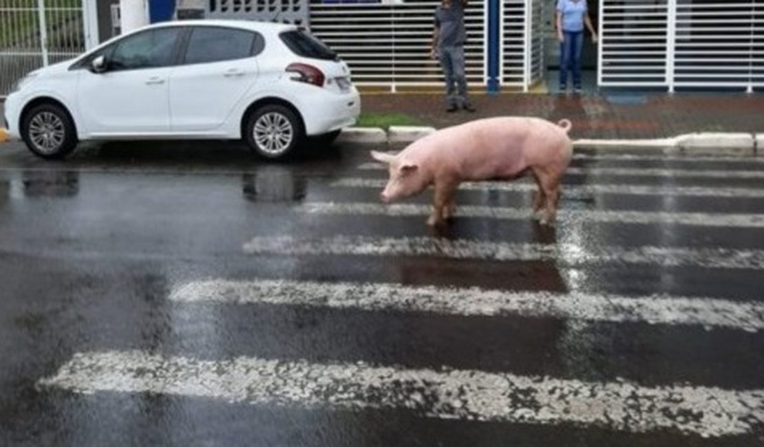 Porco é flagrado na faixa de pedestres em SC
