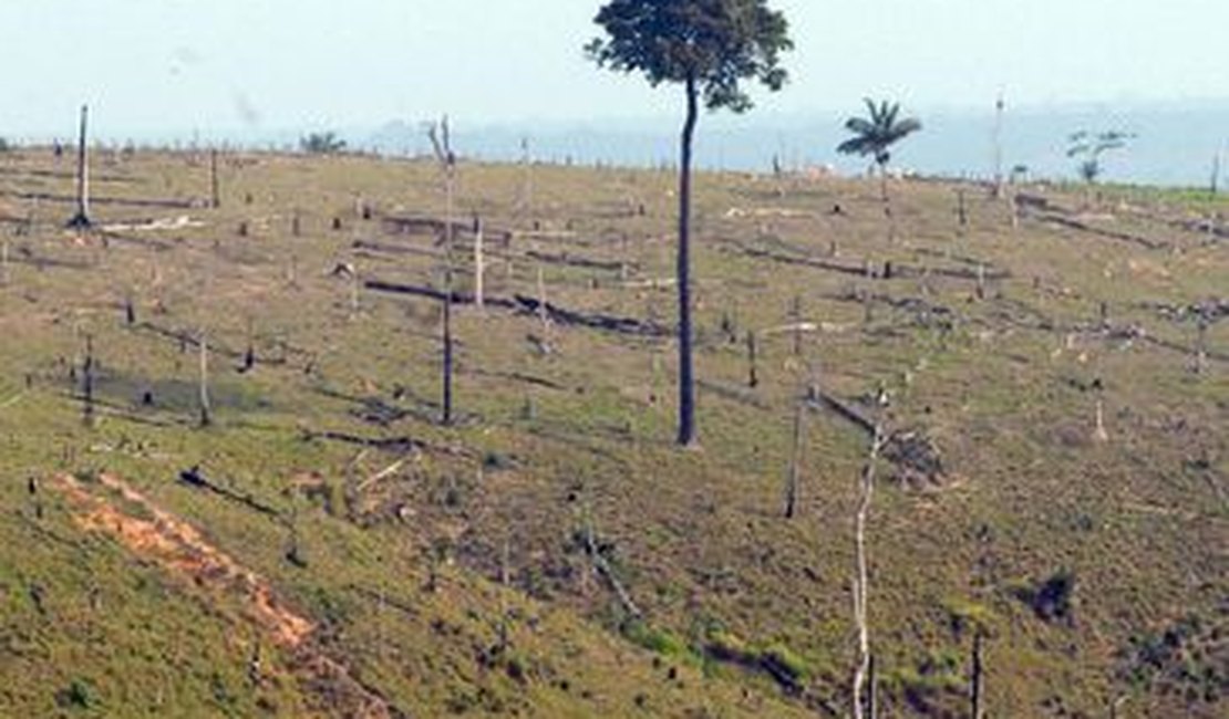 Em um ano foi desmatado cerca de 50 hectares de Mata Atlância em Alagoas