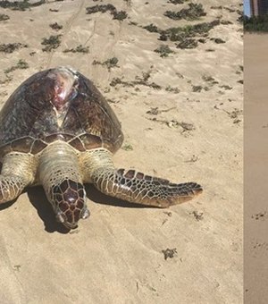 Tartarugas são encontradas mortas nas praias da Capital