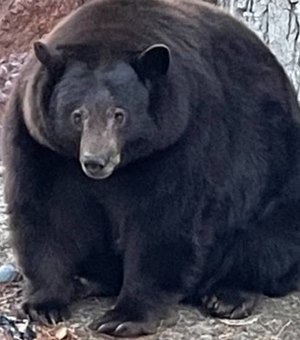 Urso de mais de 200 kg é procurado nos EUA após atacar dezenas de casas