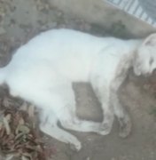 Comunidade fica revoltada com matança de gatos em Arapiraca
