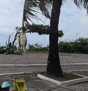 Tartaruga é pendurada em árvore após ficar encalhada na Av. da Paz