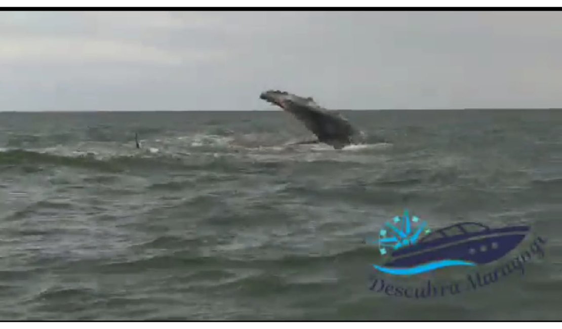 [Vídeo] Baleia faz ‘espetáculo’ para turistas em praia de Maragogi