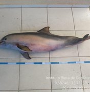 Terceiro golfinho é encontrado morto em dois dias nas praias de Maceió 
