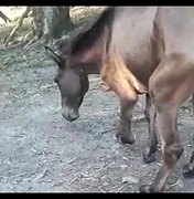 Cavalo manco viraliza na internet e ganha vaquinha para custear tratamento