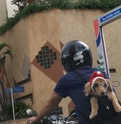 Cachorro com óculos de sol e gorro de natal no trânsito de SP viraliza nas redes sociais 