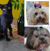 Eva Black, Luis Carlos Prestes e Frederico da Prússia são gata e cães desaparecidos em Arapiraca 