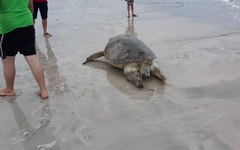 Tartaruga é encontrada morta em praia de Maragogi