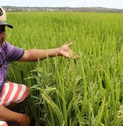 Chuvas e novos equipamentos viabilizam aumento da safra de arroz em Alagoas