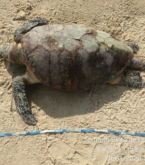 [Vídeo] Biota registra 13 mortes e 15 desovas de tartarugas em Alagoas