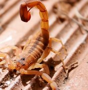 Ataques de escorpiões ultrapassam 900 casos por ano em Arapiraca