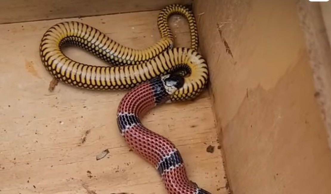 Vídeo mostra coral-verdadeira vomitando outra cobra após ser resgatada em Jaraguá do Sul