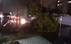 Árvore cai em via pública na Ponta Verde