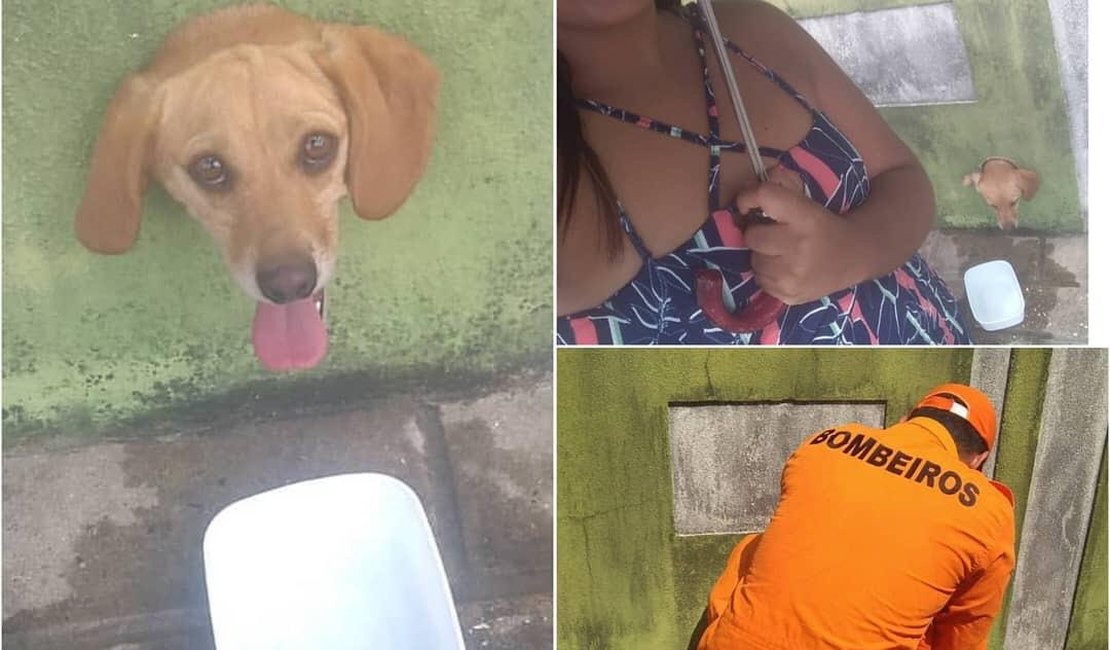 Bombeiros resgatam cãozinho preso em buraco