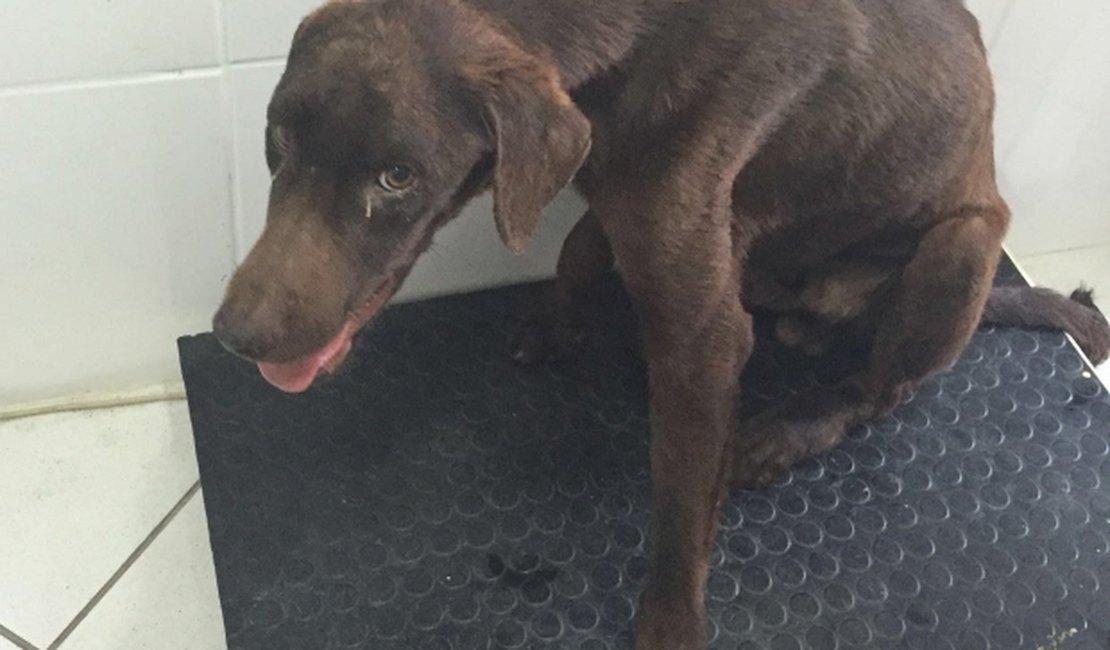 Cão enterrado vivo sobrevive após resgate dos bombeiros e é atendido no Neafa