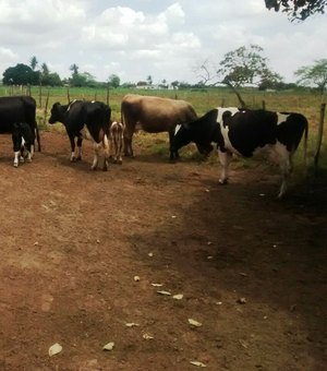 Programa de inseminação artificial aumenta produção leiteira em Arapiraca