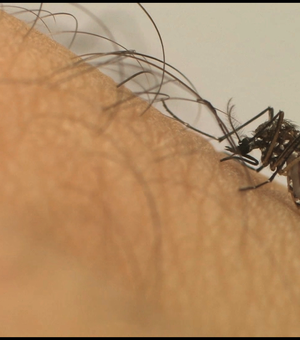 Casos de Dengue em Alagoas passam dos 1.800, chickungunya e zyka caem