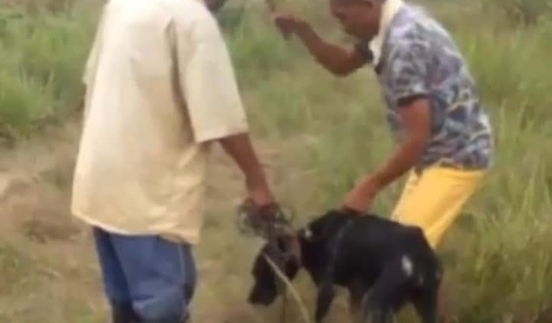 Acusado de matar cachorro brutalmente a pauladas em Porto Calvo é preso