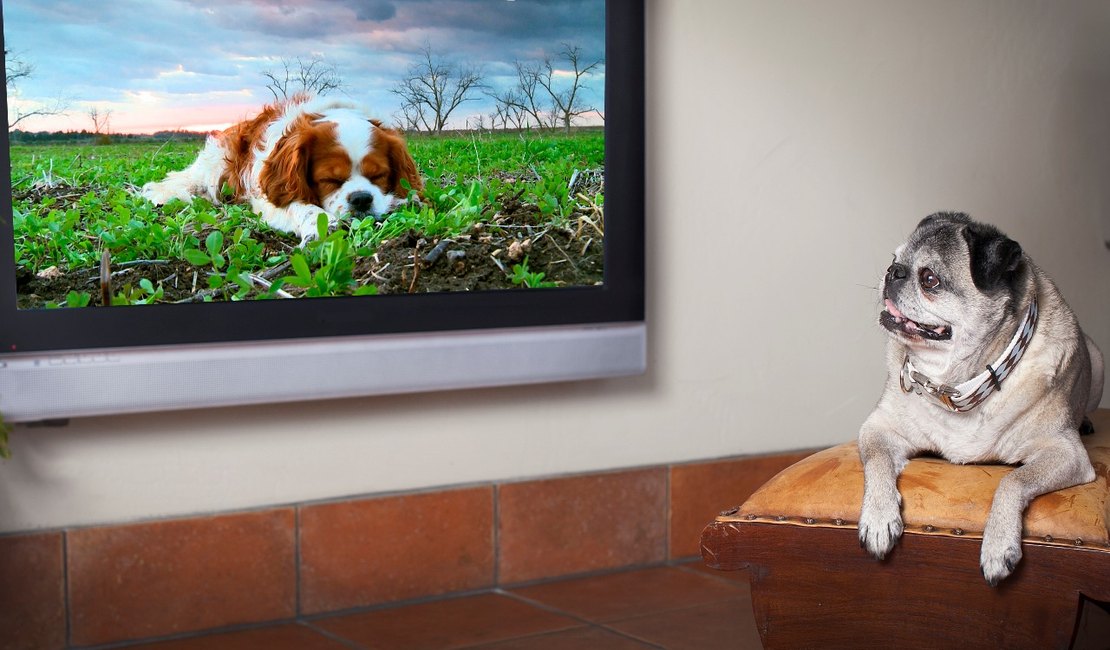 NET lança o DOGTV, um canal 24h exclusivo para cachorros