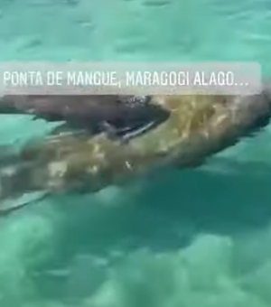 [Vídeo] Turistas são surpreendidos por peixes-boi no mar de Maragogi