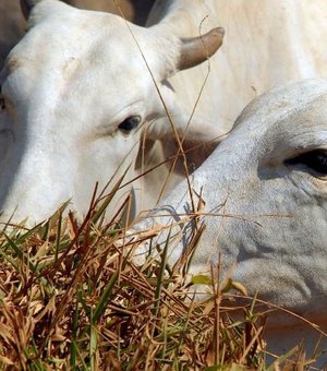 Alagoas abate 21 mil cabeças de bovino no primeiro trimestre de 2021