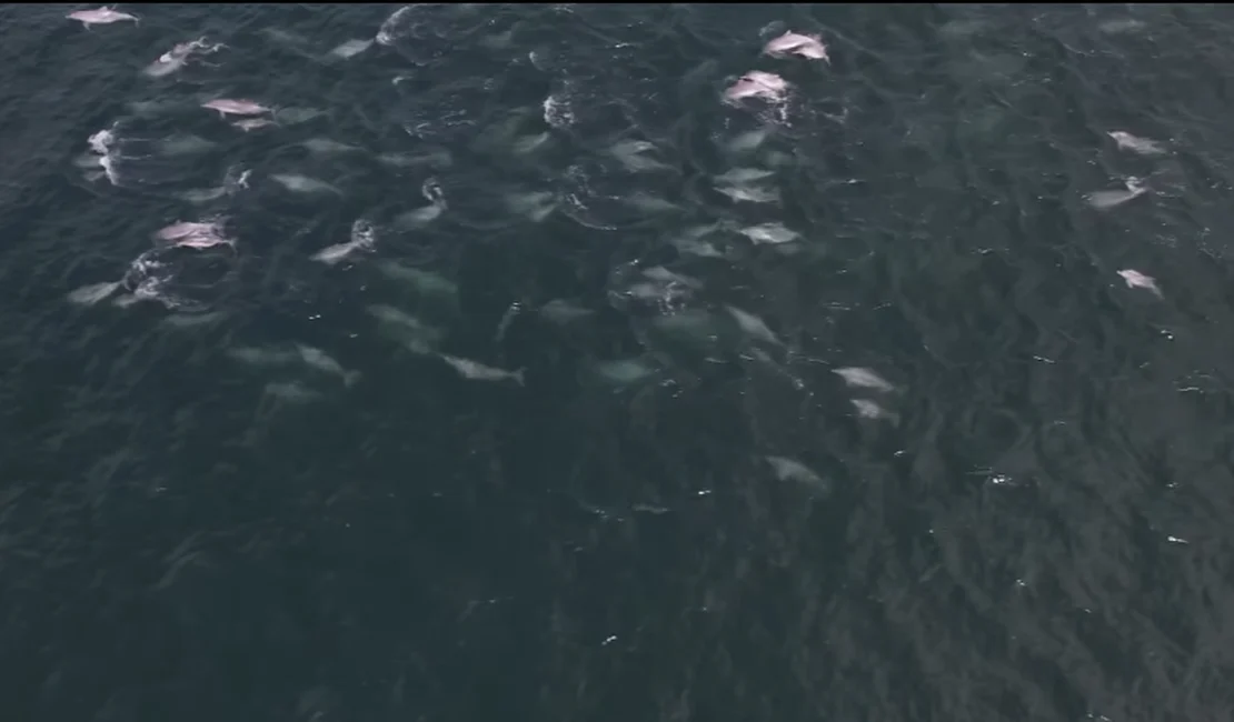 Mais de 600 botos-cinza são flagrados nadando juntos no Rio de Janeiro