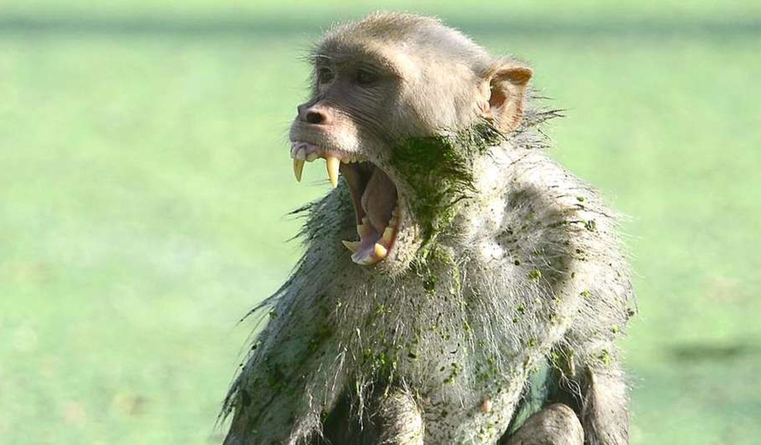 Macaco rouba e mata bebê de 12 dias na Índia