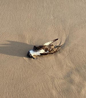 Pássaro marinho é encontrado morto na praia de Miai de Baixo, em Coruripe